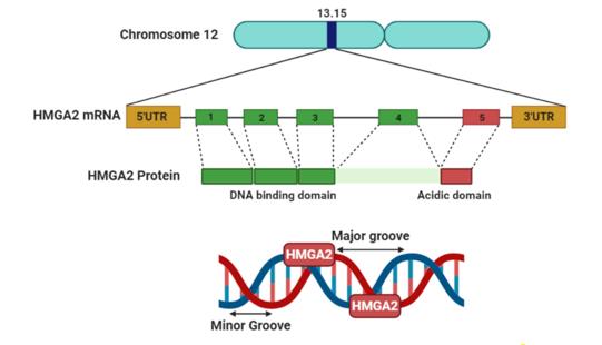 Fig. 1 Schematic of the high mobility group protein 2 (HMGA2) gene and protein.