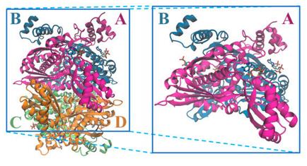 Fig. 1 Structure of the tetramer and respective dimer of the human HMGCR.