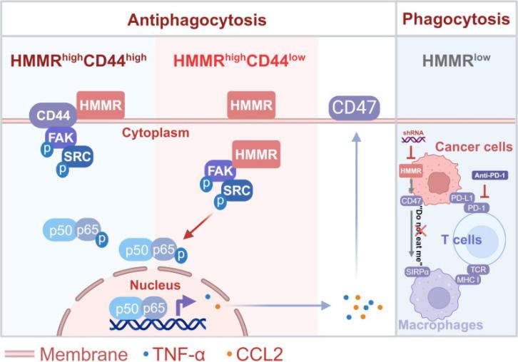 Fig. 1:HMMR Activates FAK/SRC to Trigger Immune Evasion in Liver Cancer.