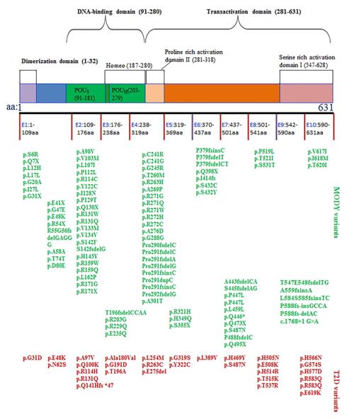 Fig. 1 The structure of HNF1α protein and the SNPs associated with MODY3 or T2D. (OA Literature)