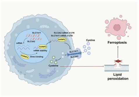 Fig. 1 Schematic illustration of HnRNPU-mediated ferroptosis inhibition (OA Literature)
