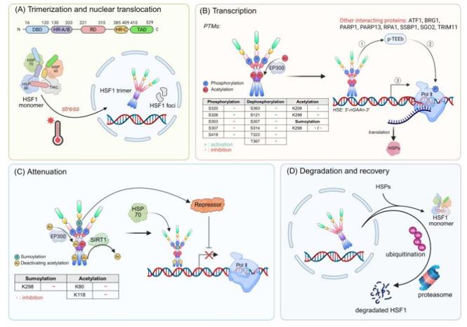 Fig. 1 The activation mechanism of HSF1.