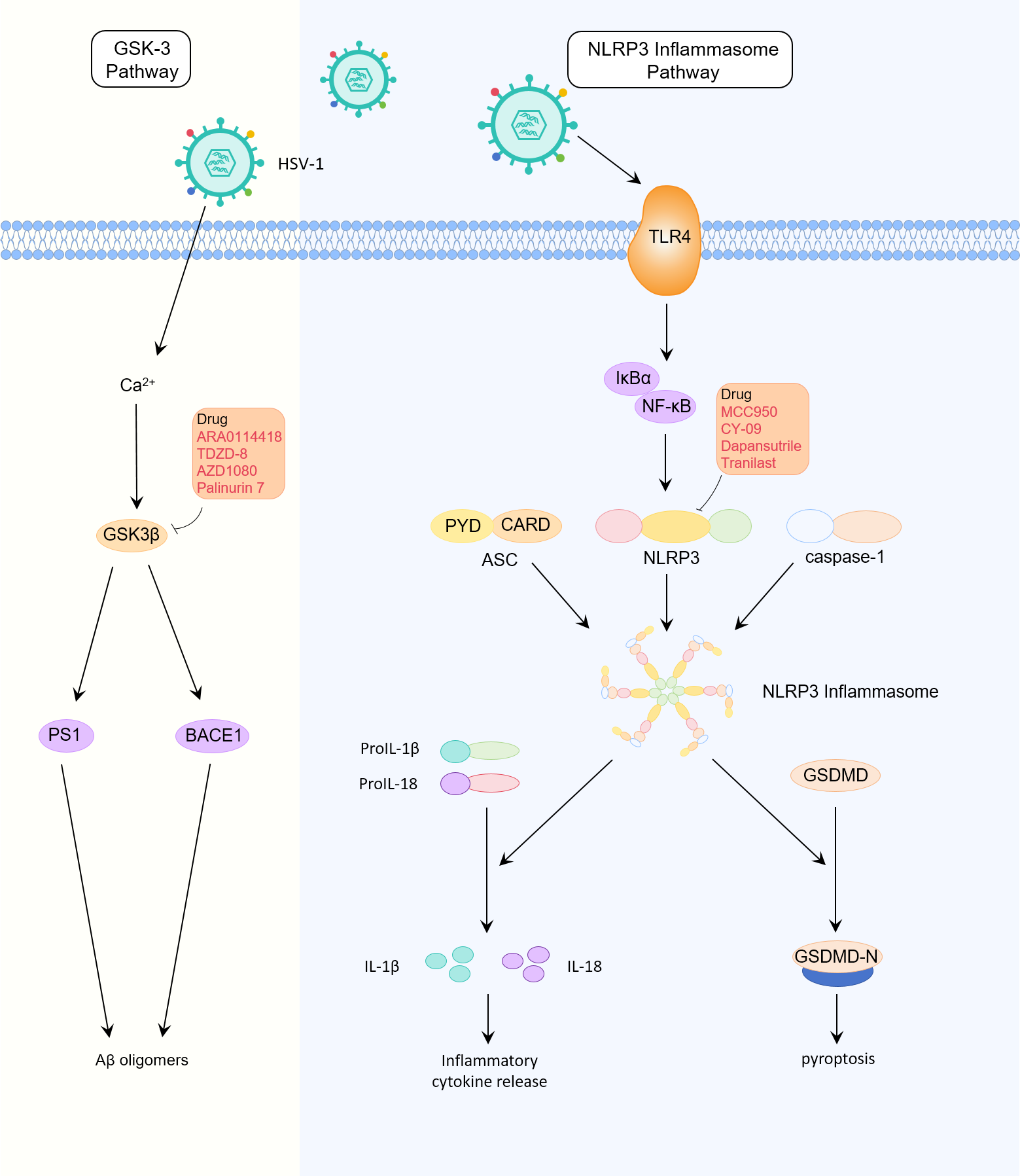 Signalling pathways Herpes Simplex Virus 1 (HSV-1) in Alzheimer's Disease. (Creative Biolabs Original)