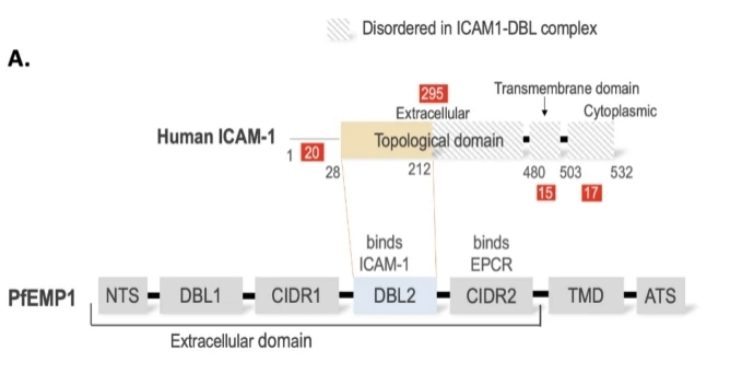 Fig. 1:Domain diagram of ICAM-1 and PfEMP1.
