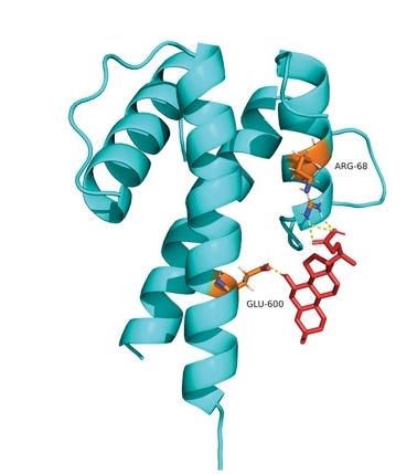 Fig. 1:Predicted UDCA-ID1 interaction.
