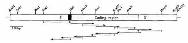Fig. 1 Restriction map and sequencing strategy for the IDH2 gene.