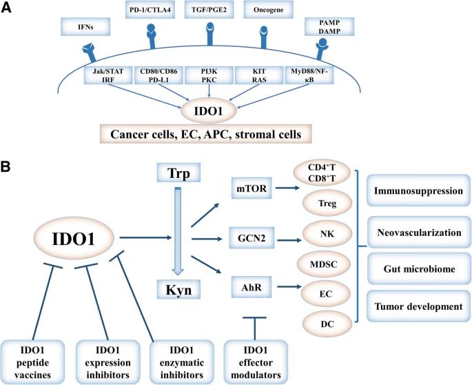 Fig. 1:Regulation, function, and targeting of IDO1 in cancer.