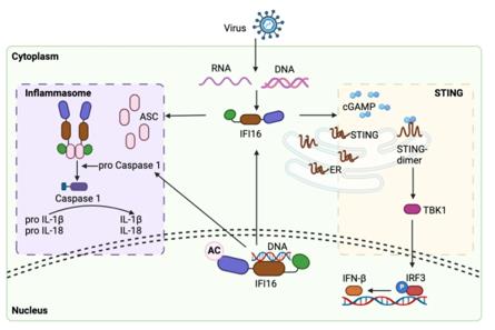 Structure and mechanism of IFI16.
