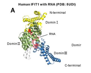 Fig. 1 The structure of the human IFIT1 protein complex with RNA (PDB:5UDI).