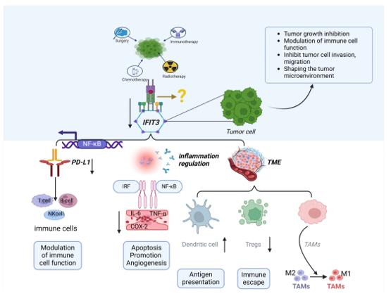 Fig. 1 The role of IFIT3 in tumor immunity and the tumor microenvironment (TME) (OA Literature)