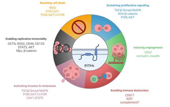 Fig. 1 IFITM proteins have been described to affect various cancer hallmarks