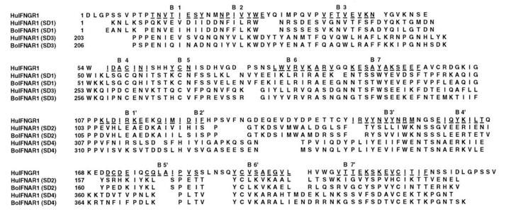 Fig. 1 Alignment of human IFNGR-1 with bovine and human IFNAR-1 sequences.