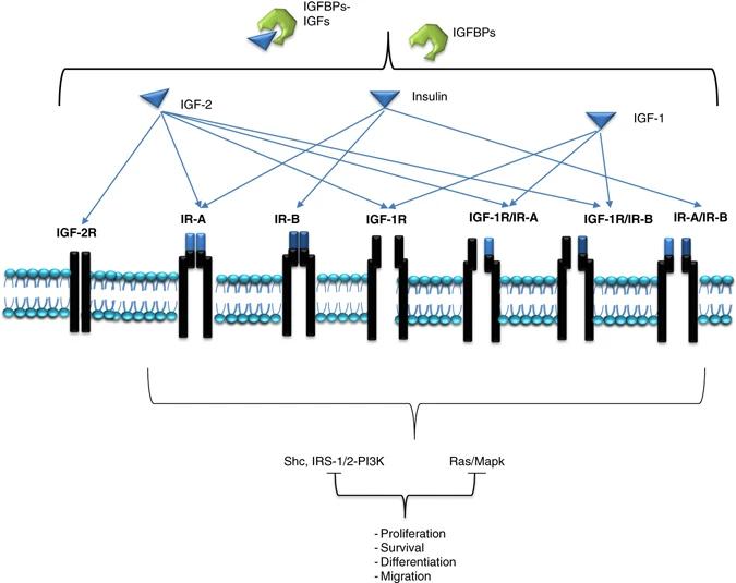 Fig. 1:Schematic representation of the type I IGF-1R and IR signaling network.