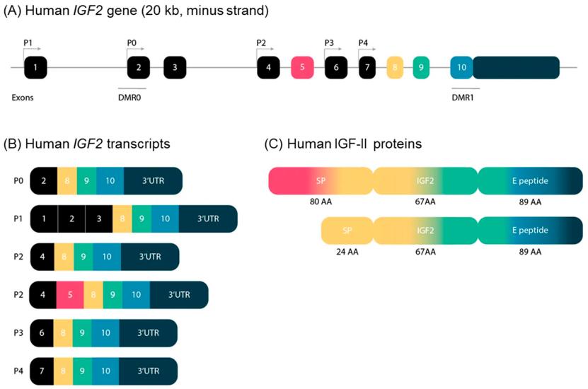 Fig. 1:Schematic representation of the structure of the IGF2 gene in humans.