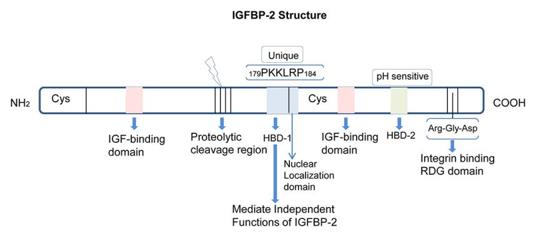 Fig. 1 Structure and domains of IGFBP-2