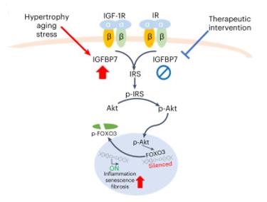 Fig. 1 Diagram shows proposed IGFBP7 action in the stress myocardium.