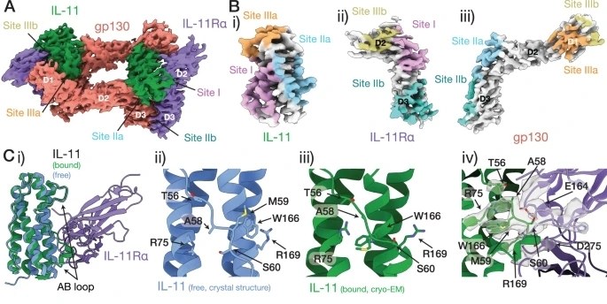 Fig. 1:Interactions forming the IL-11 signalling complex.