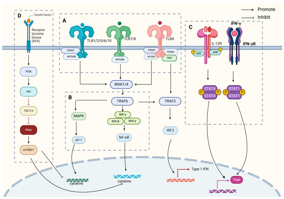 Fig. 1:IL-12 signaling pathway diagram.
