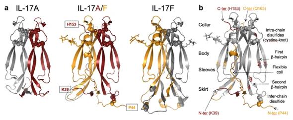 Fig. 1 Structure of human IL-17A/F.