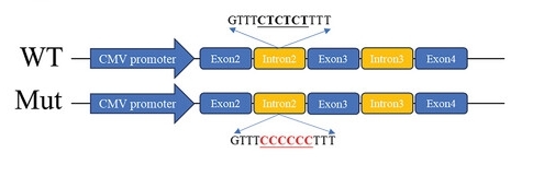 Fig. 1:Schematic diagram of the IL-18 minigene constructs.