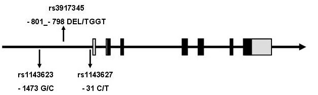 Schematic representation of IL-1β genes.