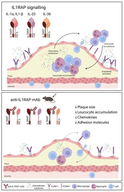 Fig. 1 IL1RAP Blockade: A Novel Therapeutic Strategy to Reduce Atherosclerotic Plaque Burden and Inflammation