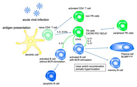 Fig. 1 IL-21 modulates B cell function