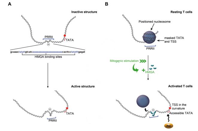 Fig. 1 Tentative model for the activation of IL2RA gene expression.