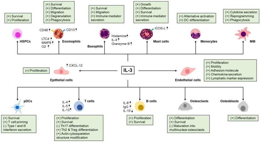 Fig. 1 Effect of IL-3 on immune and non-immune cells.