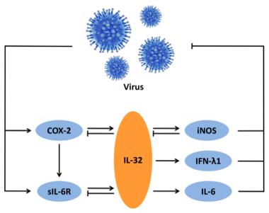Fig. 1 The IL-32-mediated inflammatory network against viral infection