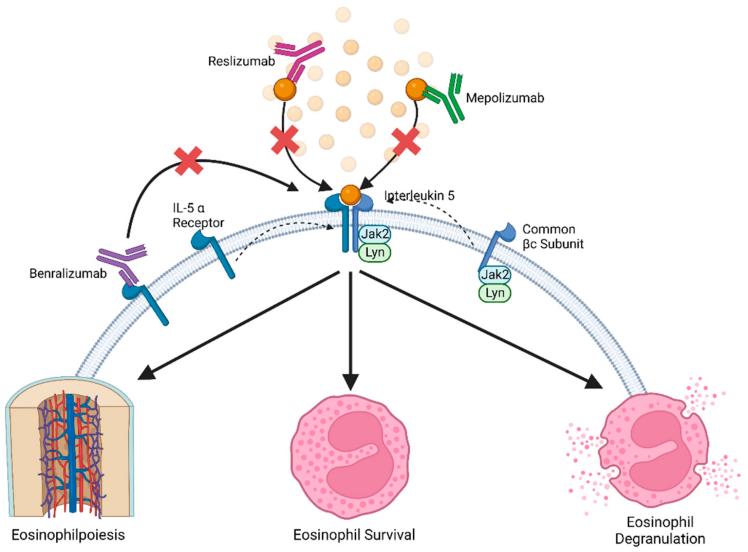 Fig. 1:Inhibitors of the IL-5 pathway.