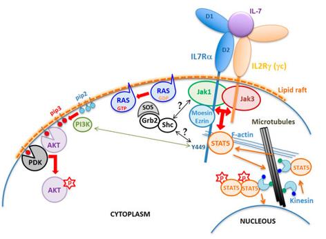 Fig. 1 Schematic of the IL7R structure and signaling mechanism