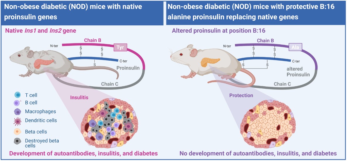 Influence of the Proinsulin Gene on Autoantibodies, Insulitis, and Diabetes Development in NOD Mice