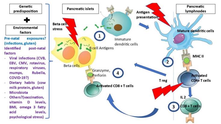 Influence of the Proinsulin Gene on Autoantibodies, Insulitis, and Diabetes Development in NOD Mice