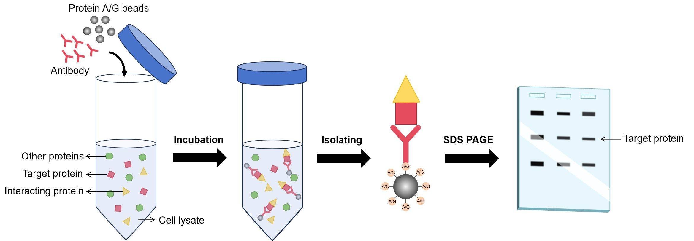Fig.1 Scheme of the Co-IP. (Creative Biolabs Original)