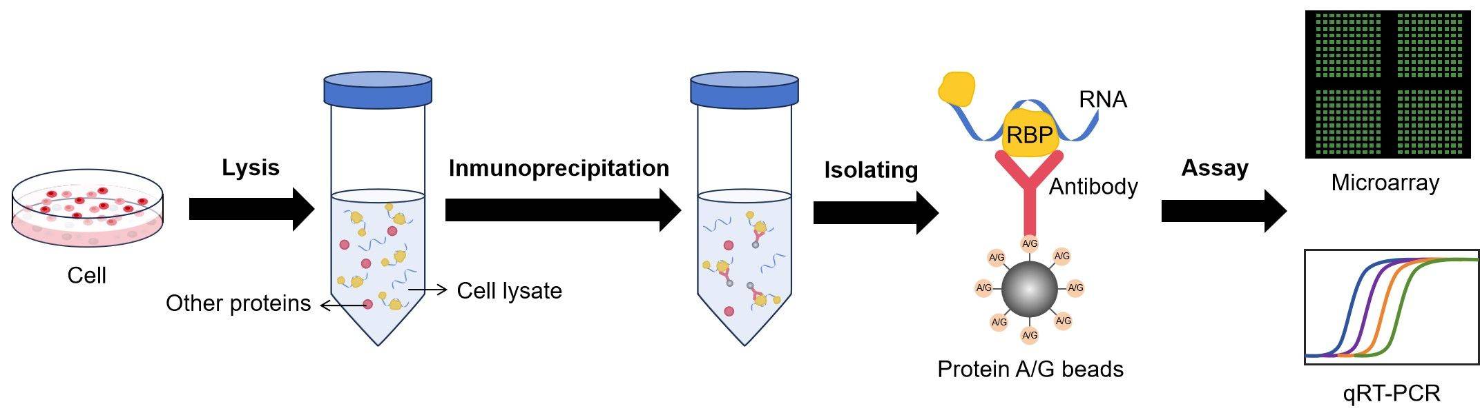 Fig.3 Scheme of the RIP. (Creative Biolabs Original)