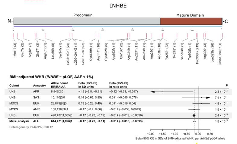 Fig. 1 Protein-truncating variants in INHBE associated with favorable fat distribution