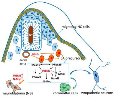 Fig. 1 Role of INSM1 in SA lineage differentiation.