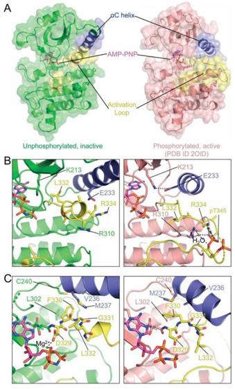 Fig. 1 Structure of AMP-PNP bound IRAK4 kinase domain.