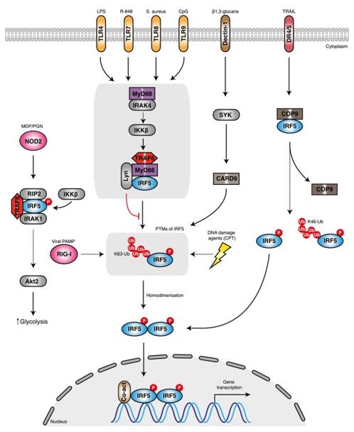 A schematic representation of the proposed mechanisms of IRF5 activation.