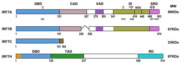 Diagrams of the IRF7 isoform domains.