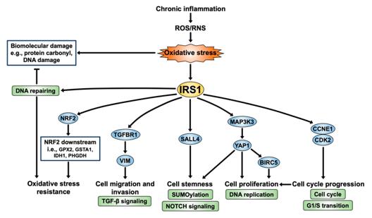 Fig. 1 IRS1 signaling pathway: a perspective on CCA progression