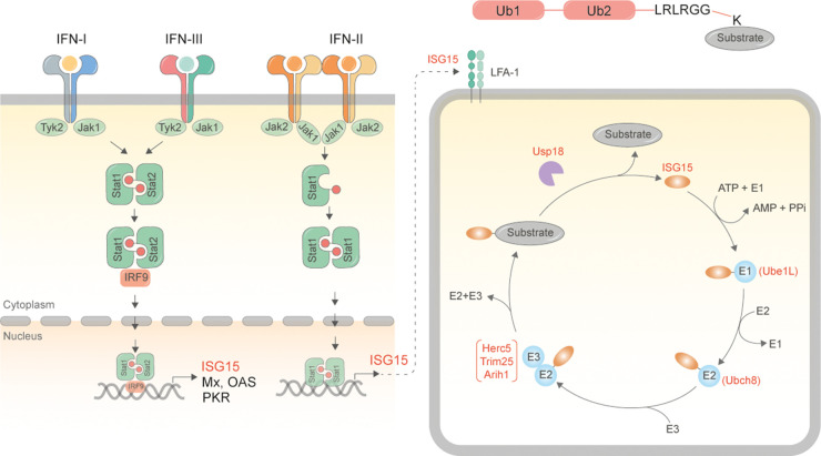 Fig. 1:Schematic for synthesis of ISG15 and ISGylated proteins.