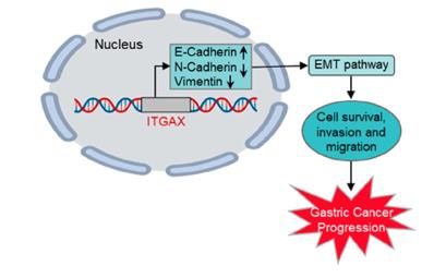 Fig. 1 Schematic illustration of ITGAX-enhanced gastric cancer progression via the EMT pathway.