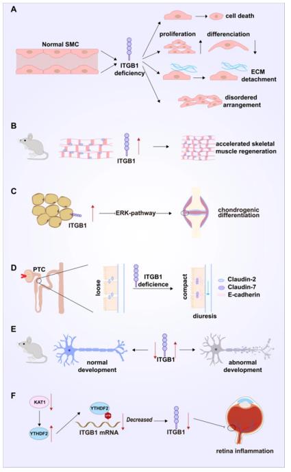 Fig. 1 ITGB1 and physiological function, benign disease.