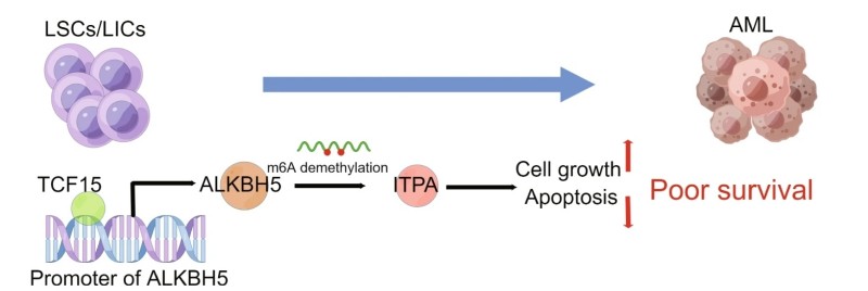 How TCF15, ALKBH5, and ITPA drive AML progression