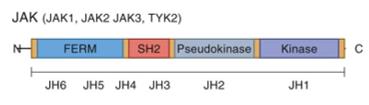 Homology and functional domain structure of JAKs.