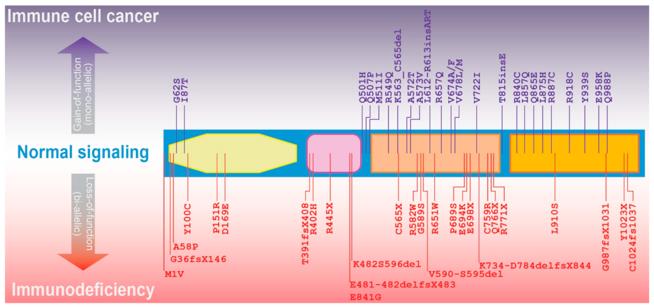 Fig. 1 JAK3 mutations associated with immune cell diseases.