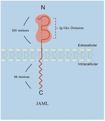 Schematic representation of the structure of JAML.