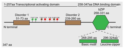 Fig. 1 Schematic diagram of JunB protein